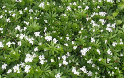 Dišeča lakota (Galium odoratum) Dišeča lakota (Galium odoratum)